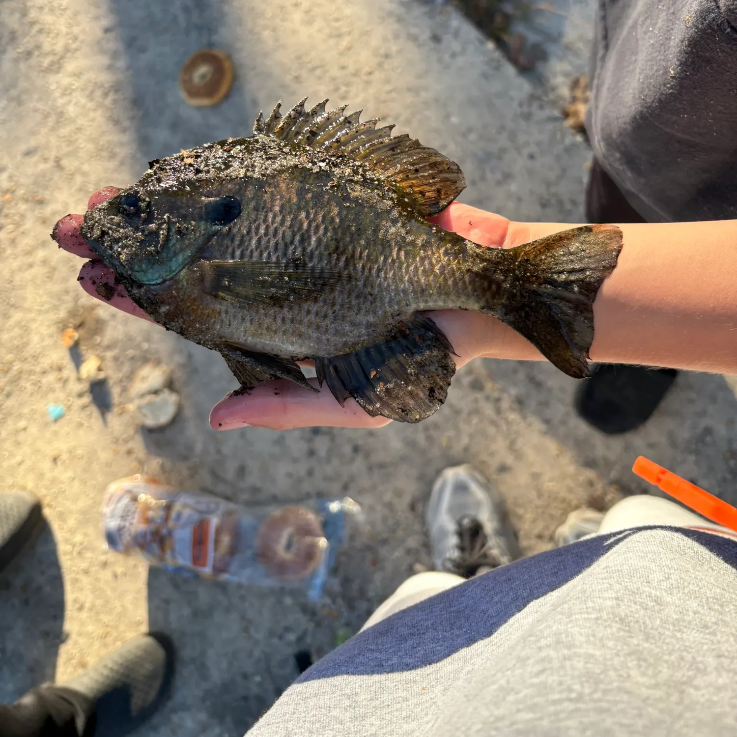 Bluegill caught on Fishbrain