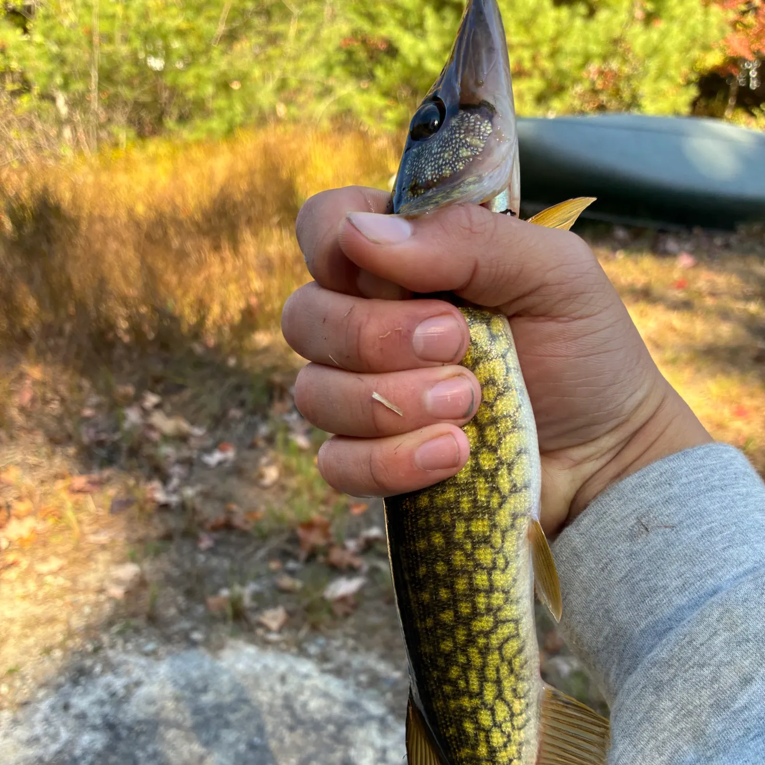 Chain pickerel caught on Fishbrain