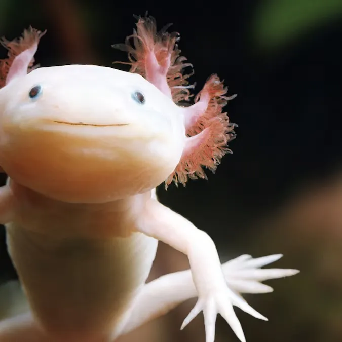 The most recent Scalloped hammerhead shark catches on Fishbrain