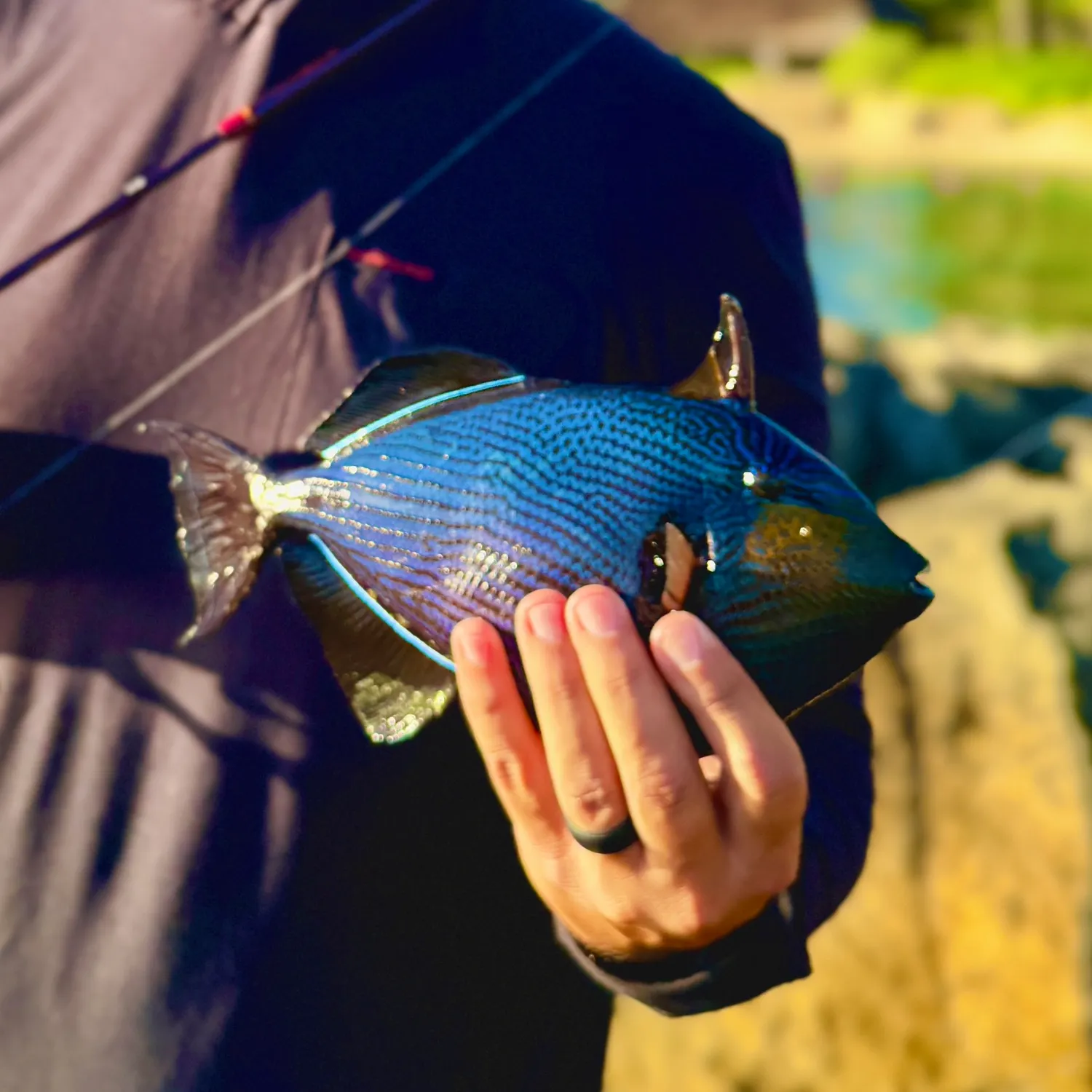 The most recent Black triggerfish catches on Fishbrain