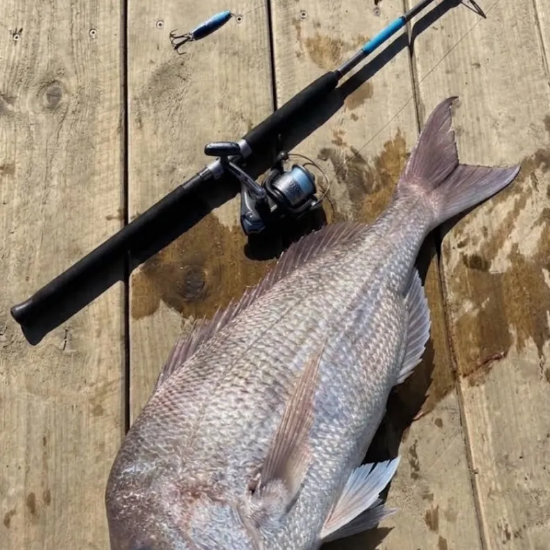 Australasian snapper caught on Fishbrain
