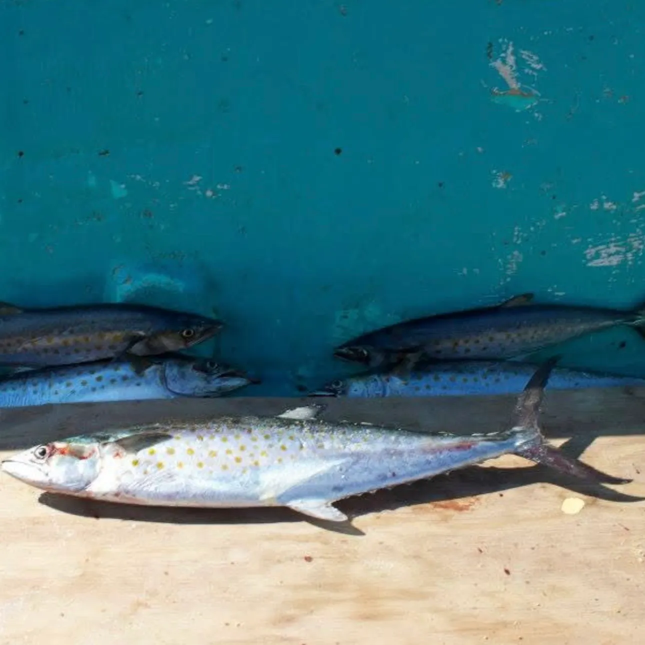 The most recent Spanish mackerel catches on Fishbrain