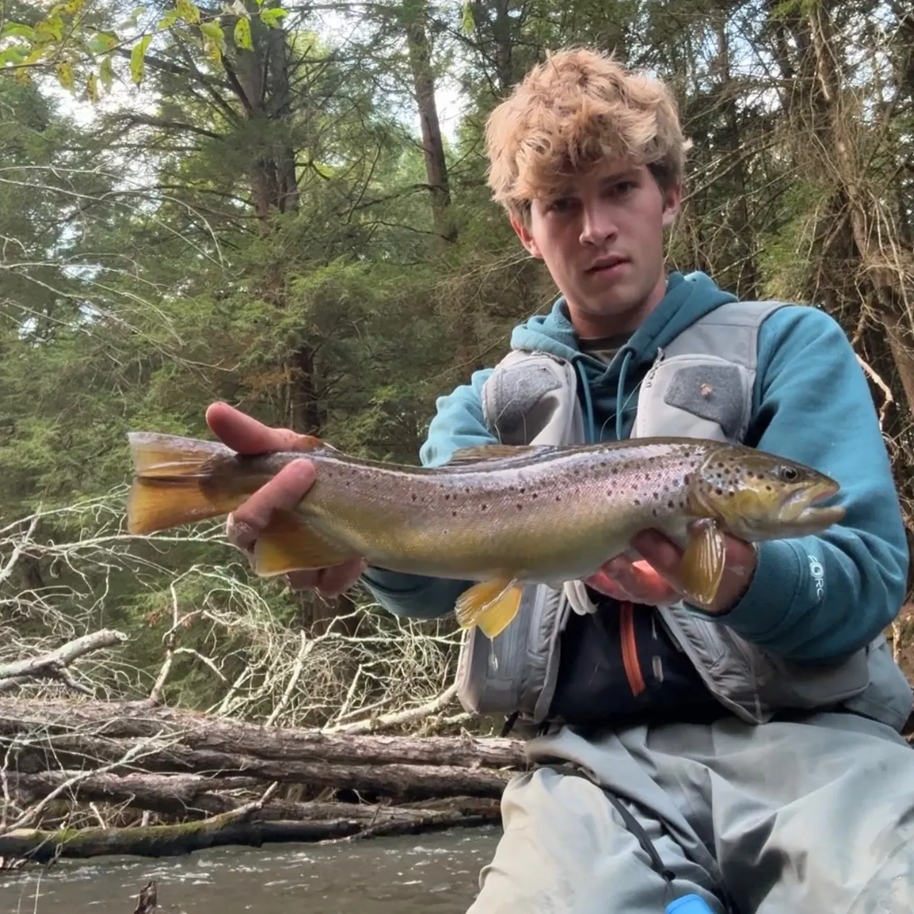Brown trout caught on Fishbrain