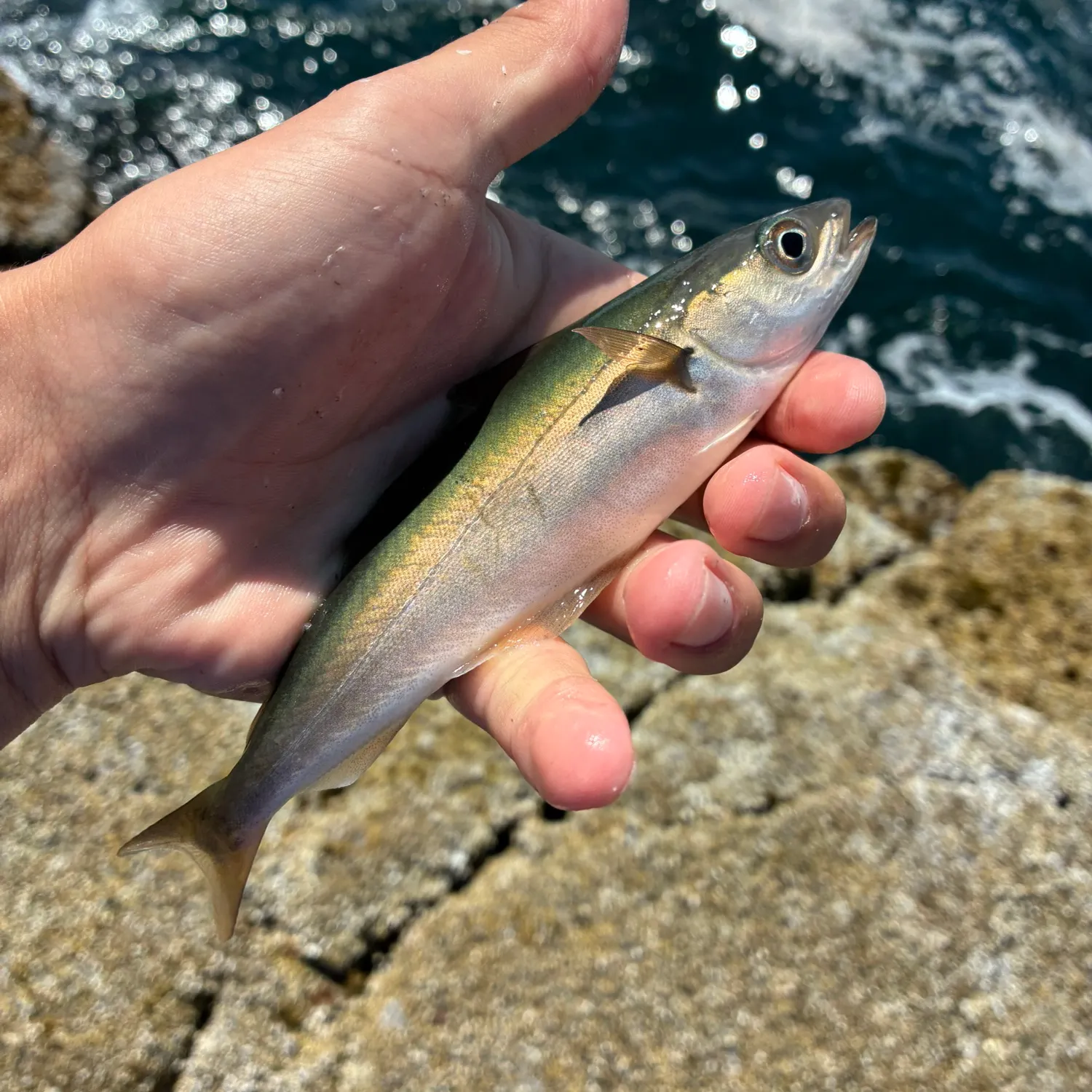 The most recent Atlantic pollock catches on Fishbrain