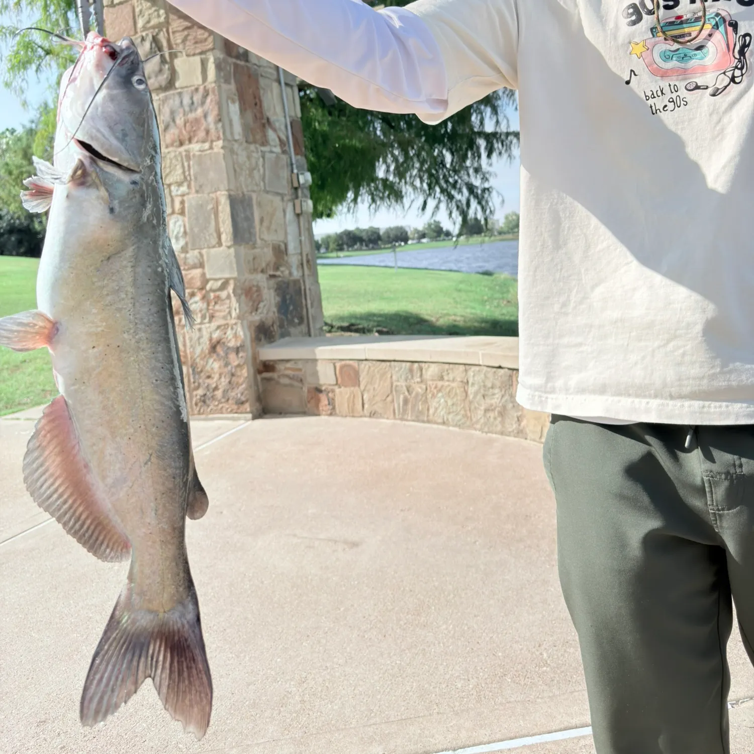 Channel catfish caught on Fishbrain