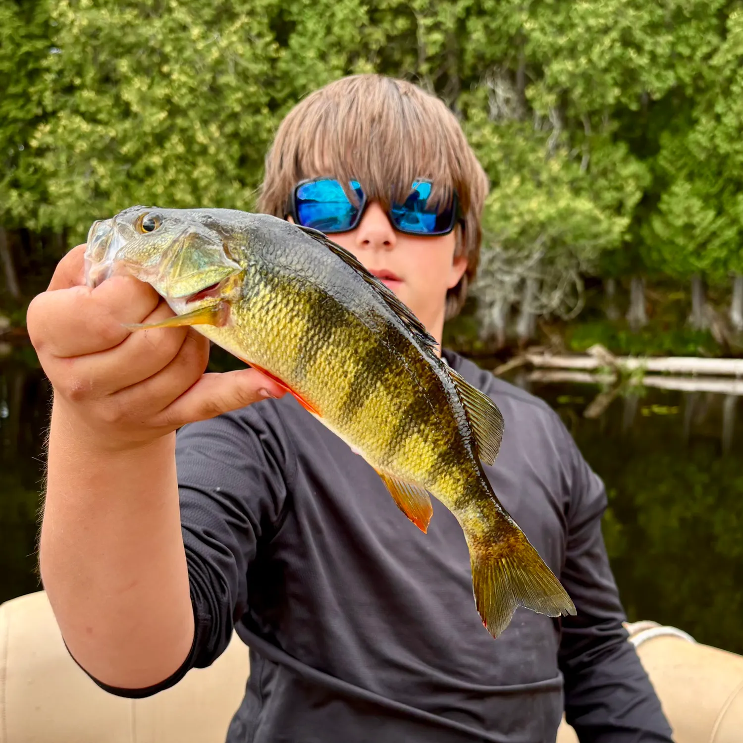 Yellow perch caught on Fishbrain