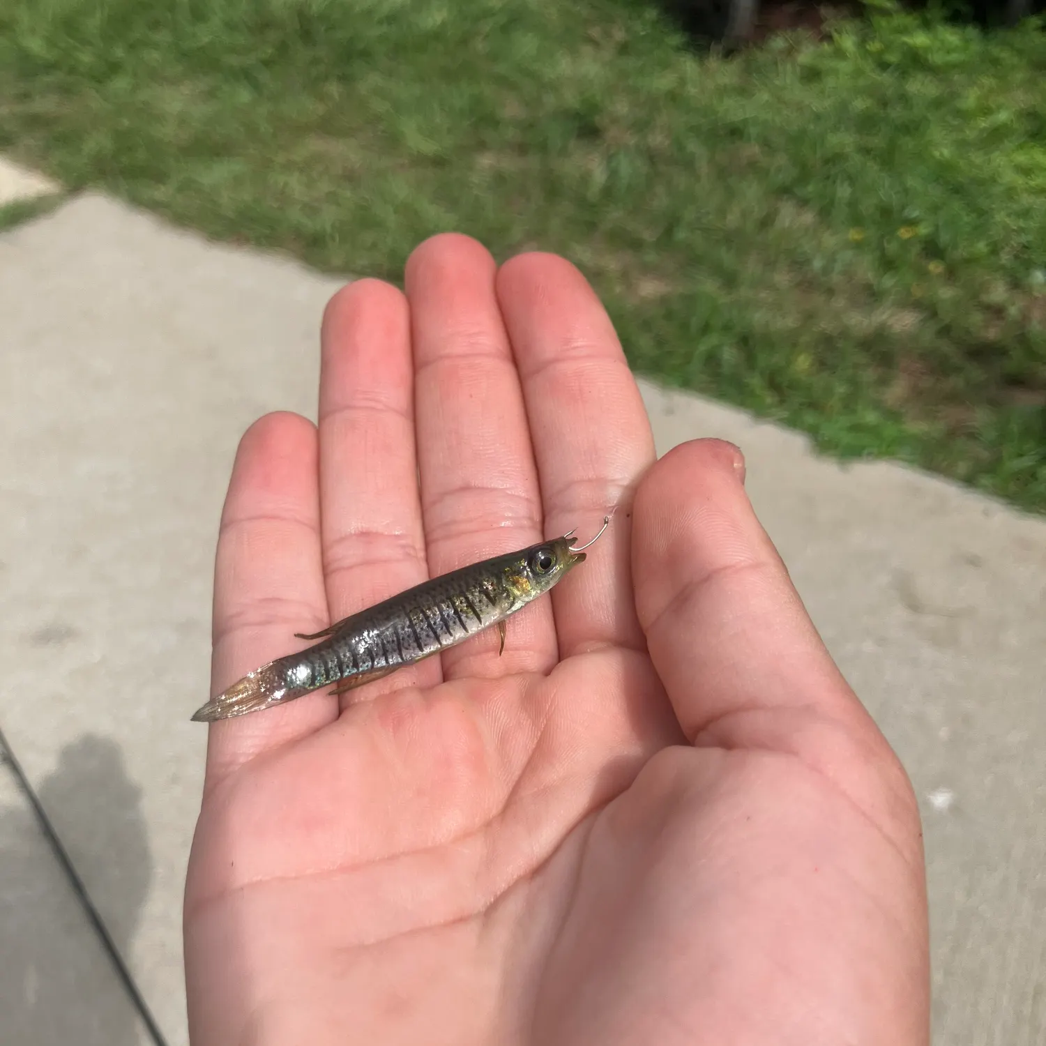 The most recent Bayou topminnow catches on Fishbrain