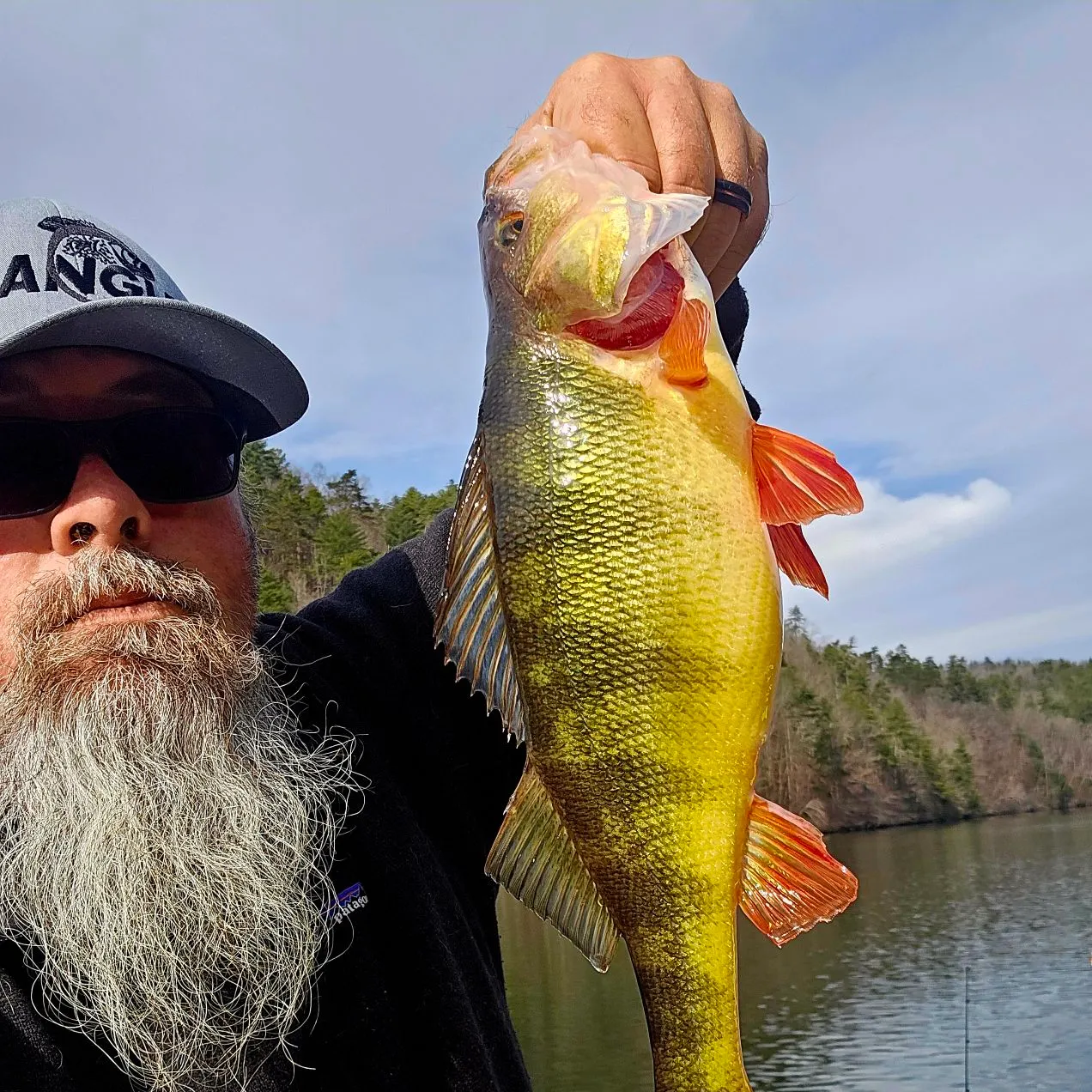 The most recent Yellow perch catches on Fishbrain