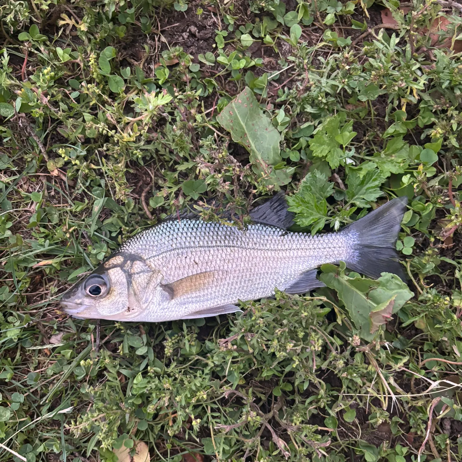 White perch caught on Fishbrain