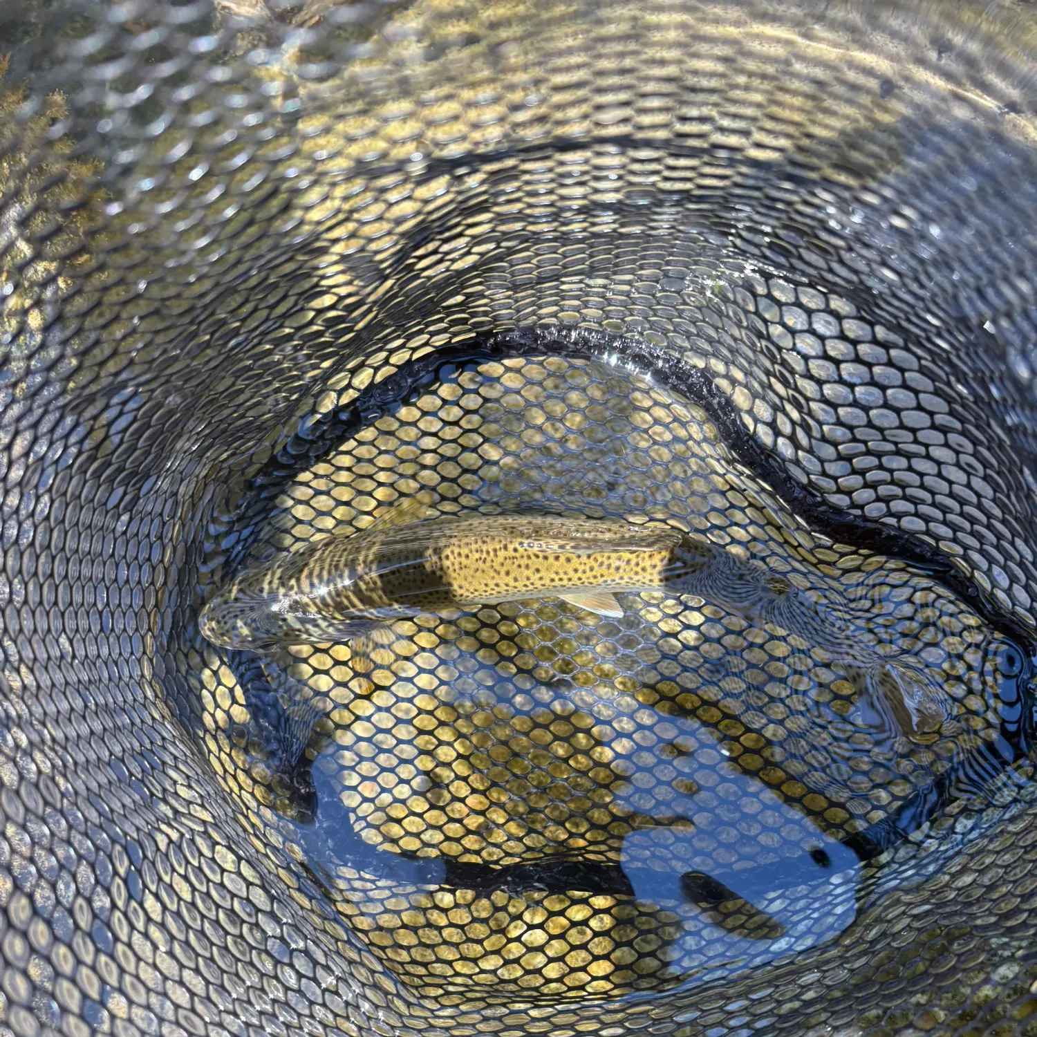 Rainbow trout caught on Fishbrain