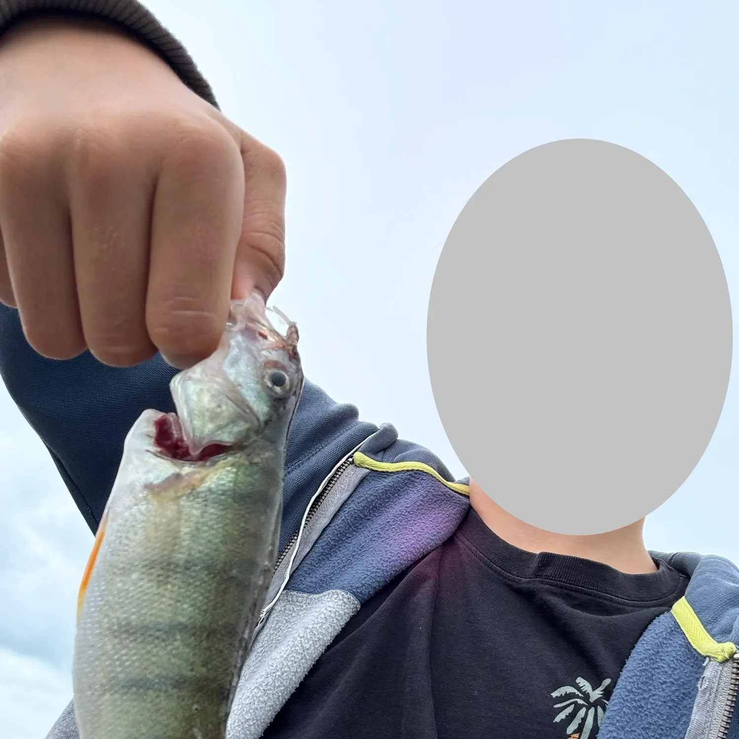 European perch caught on Fishbrain
