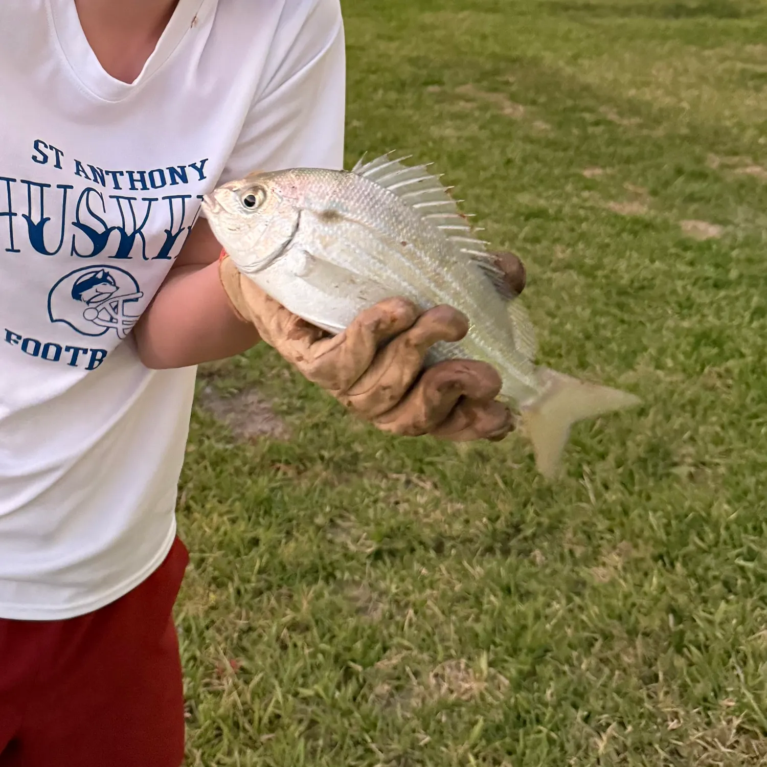 The most recent Scup catches on Fishbrain