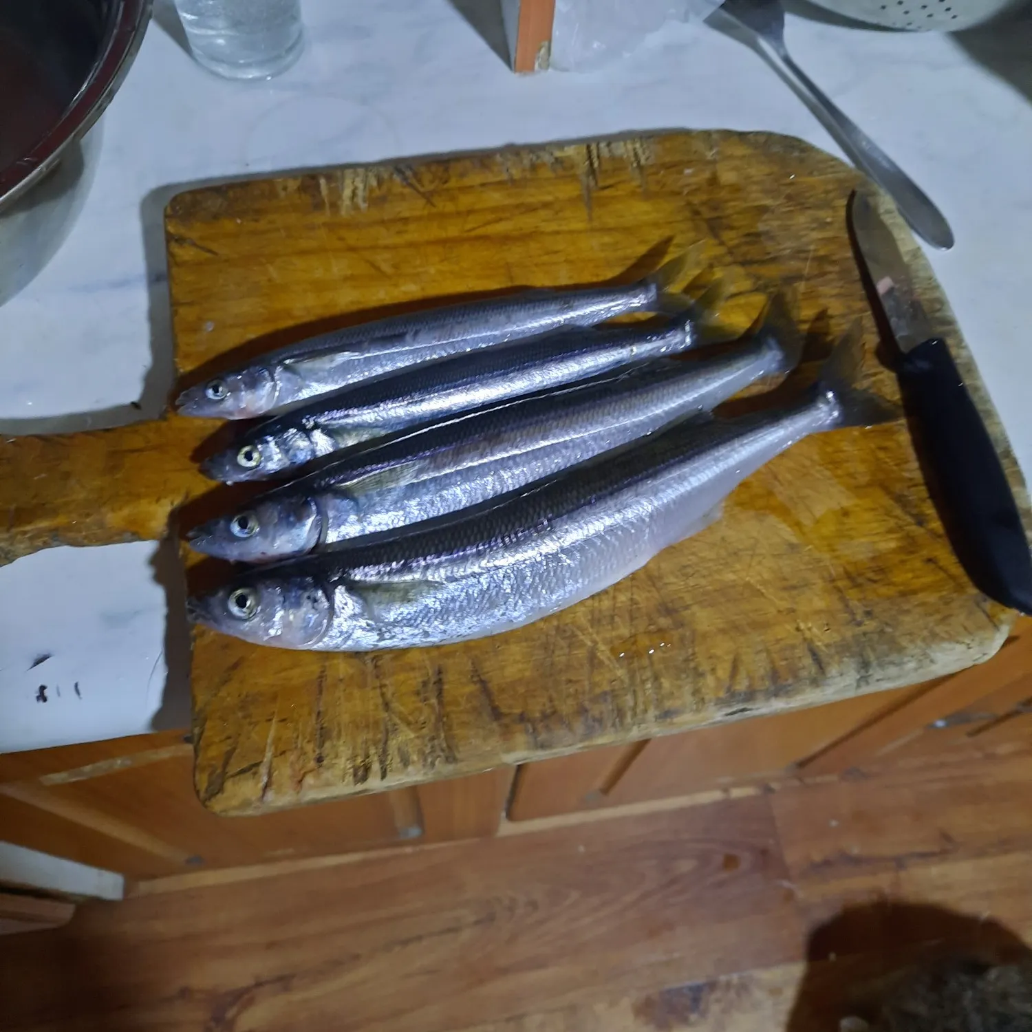 recently logged catches