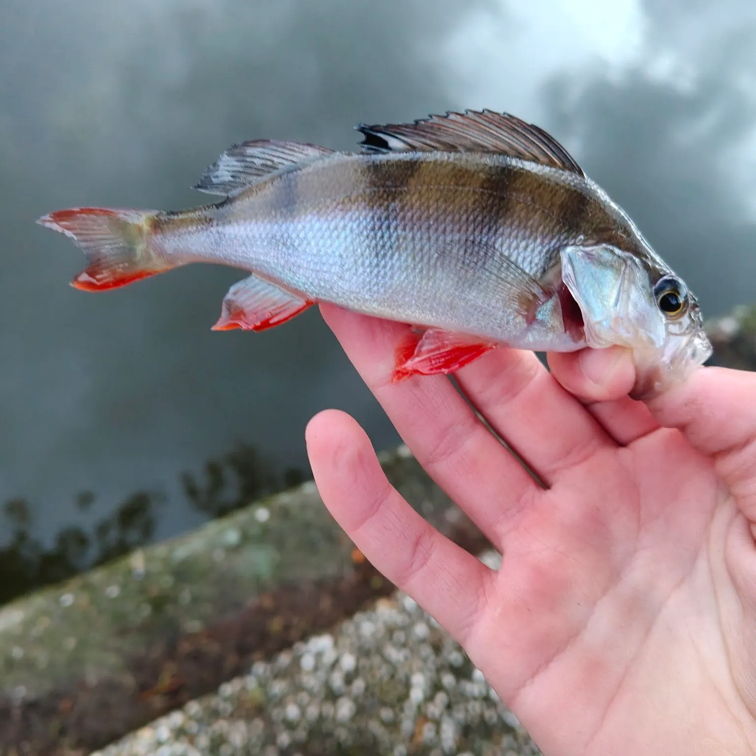 European perch caught on Fishbrain