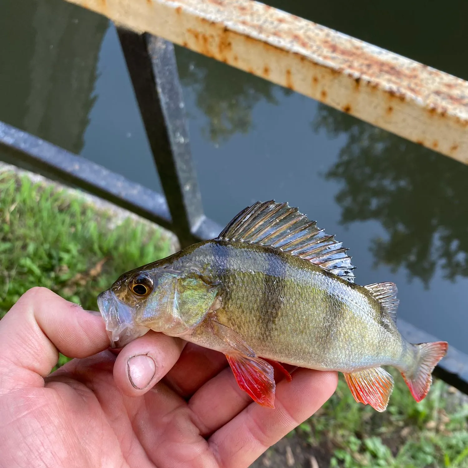 angler catch