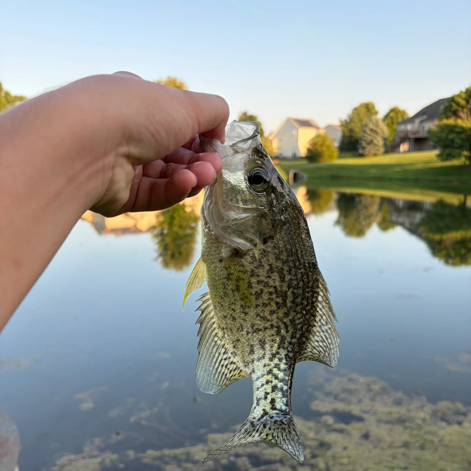 Black crappie caught on Fishbrain