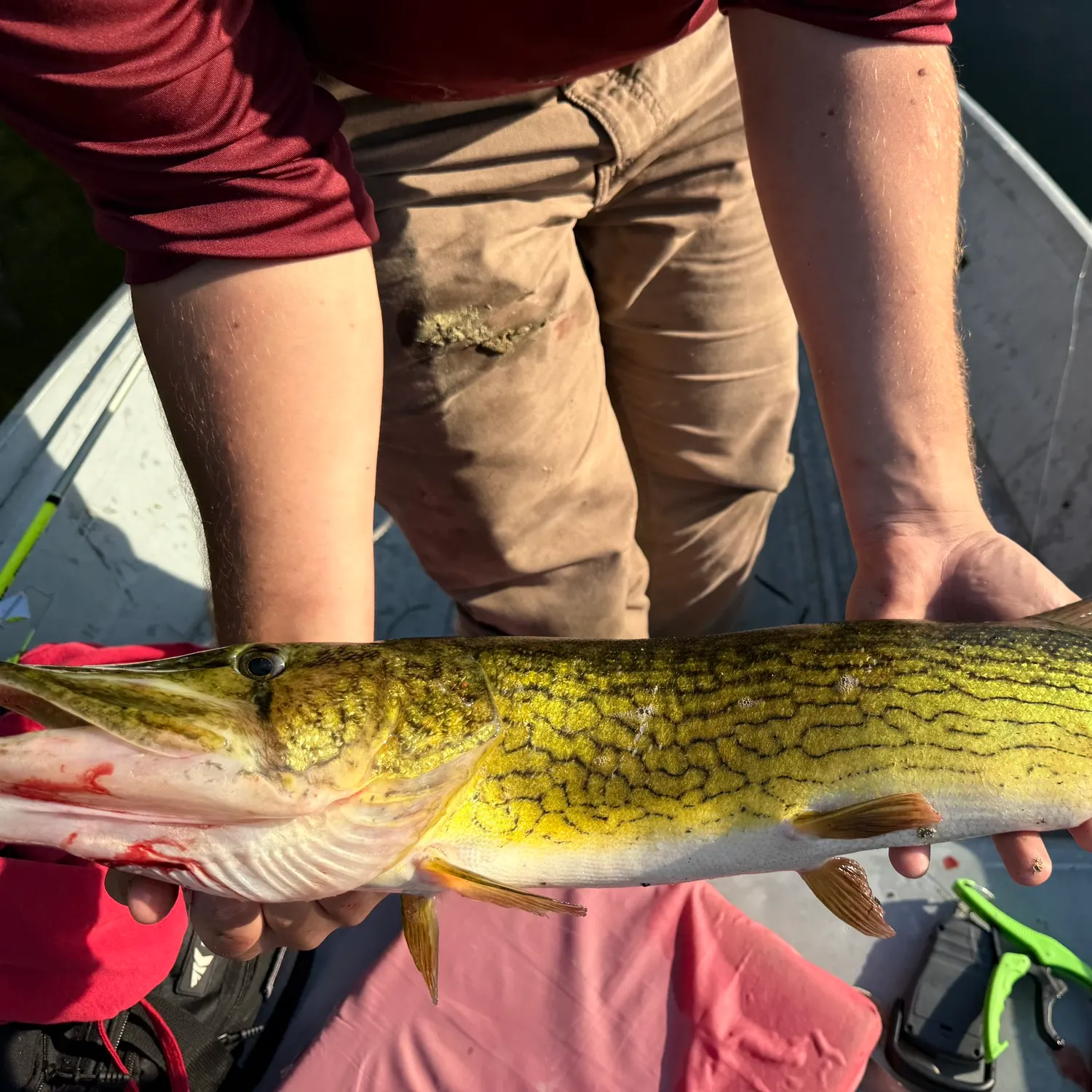 recently logged catches
