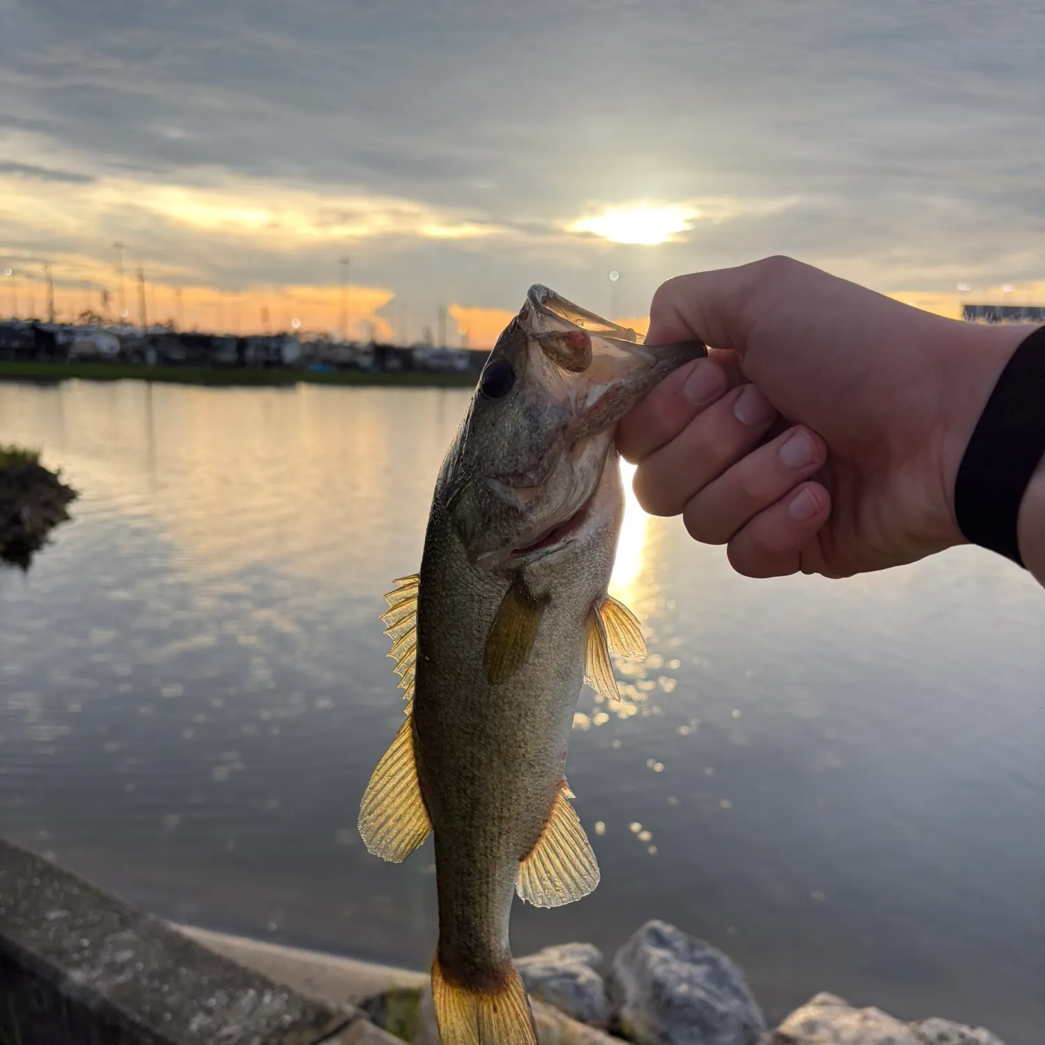 Largemouth bass caught on Fishbrain