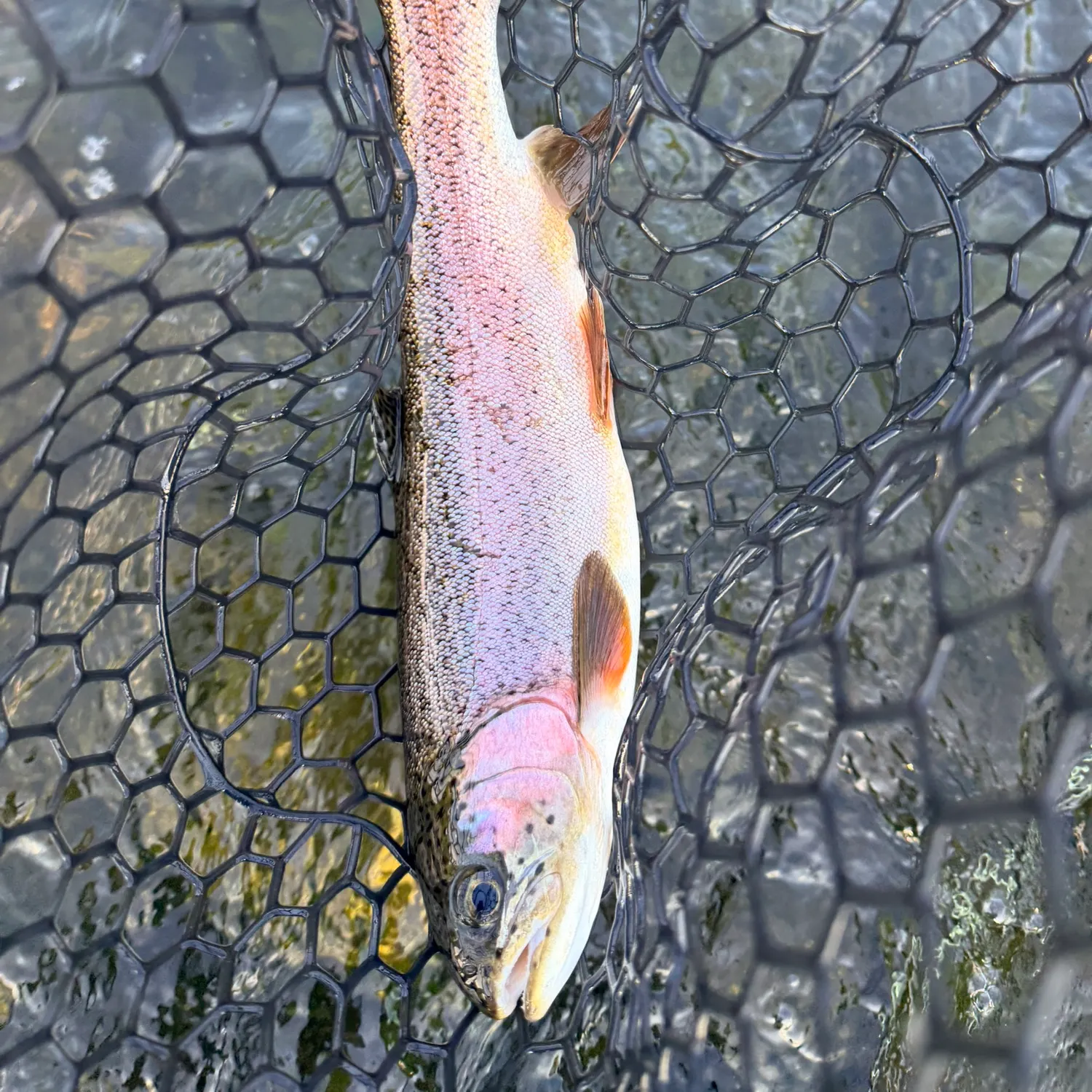Rainbow trout caught on Fishbrain