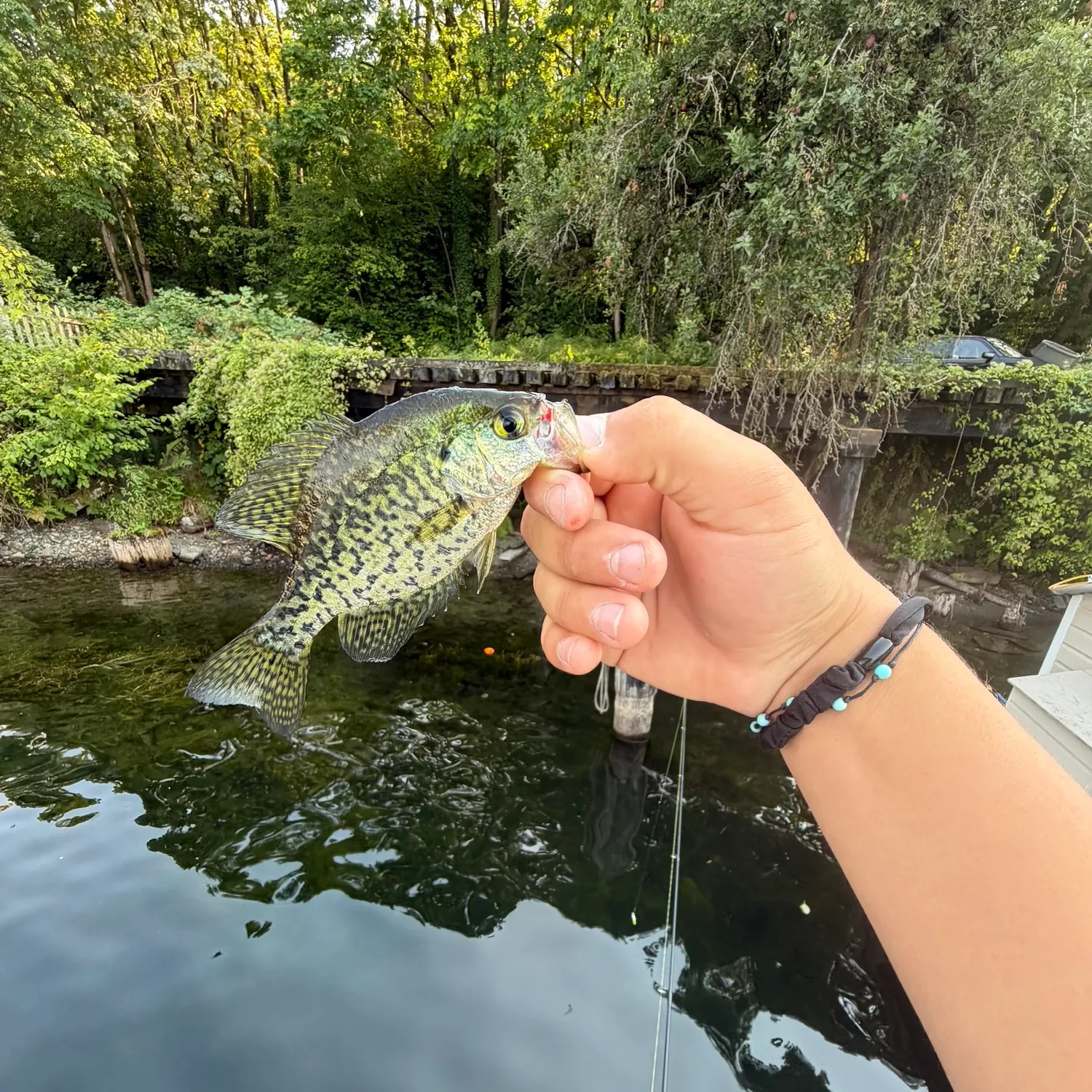 Black crappie caught on Fishbrain