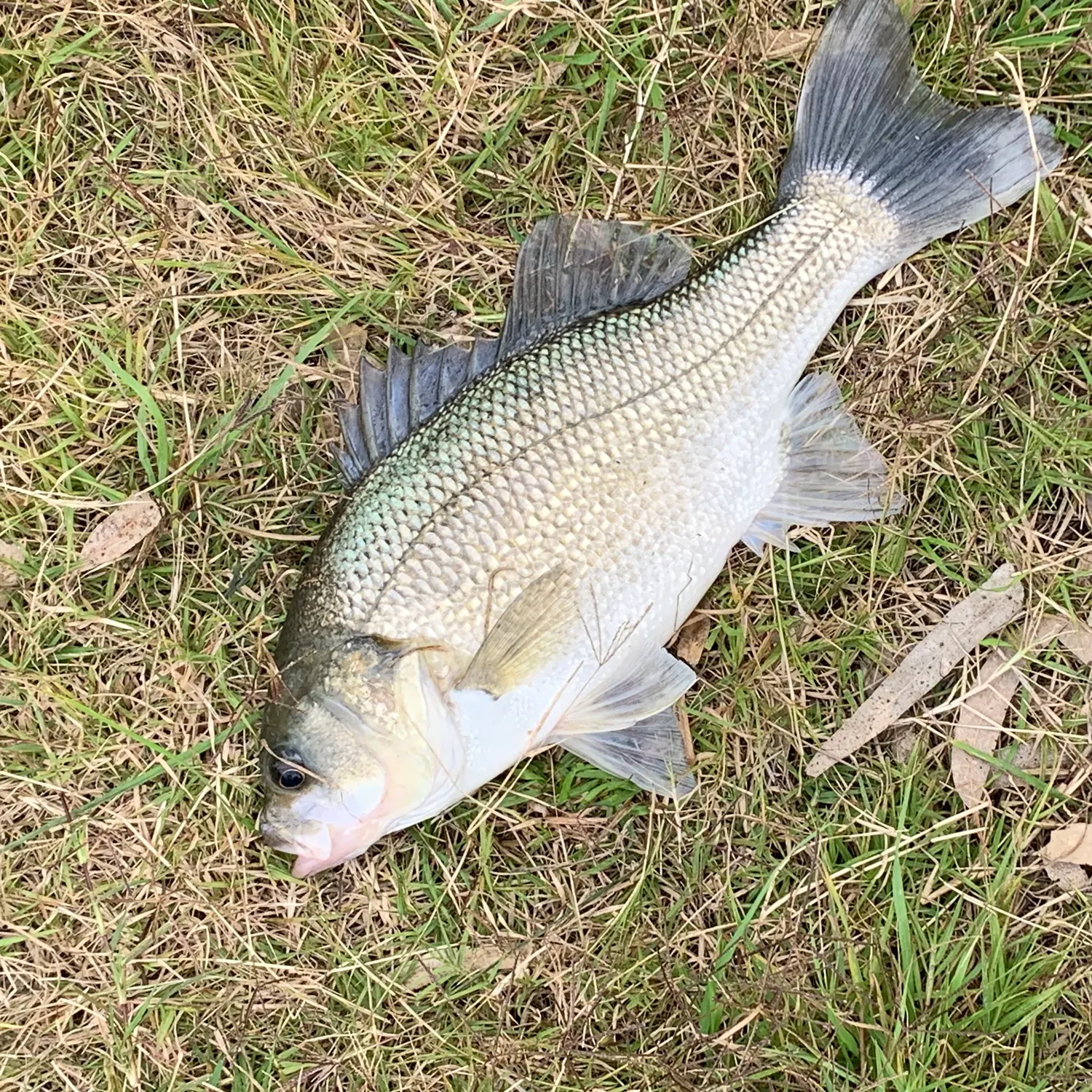 Australian bass caught on Fishbrain