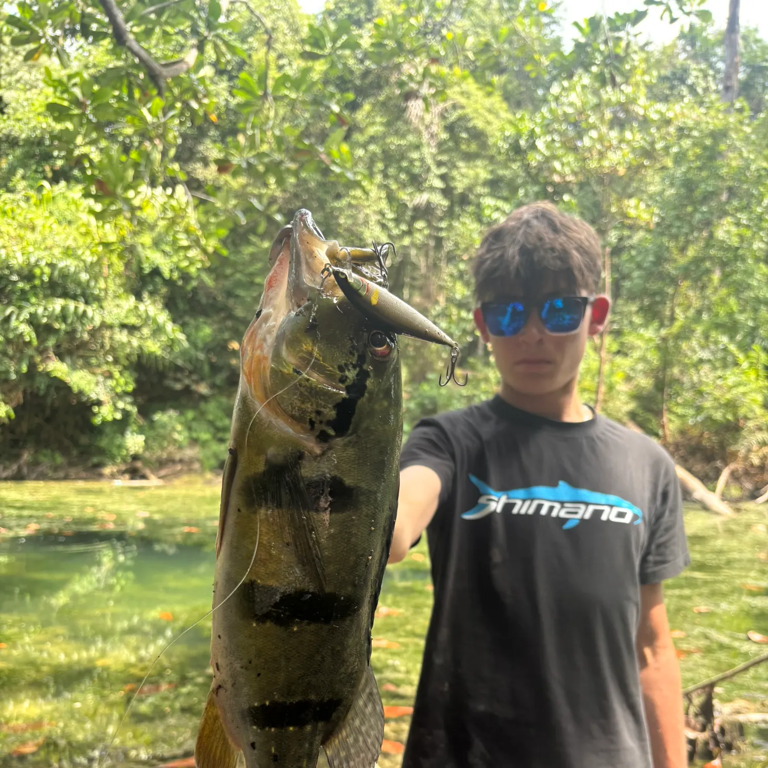 The most recent Speckled peacock bass catches on Fishbrain