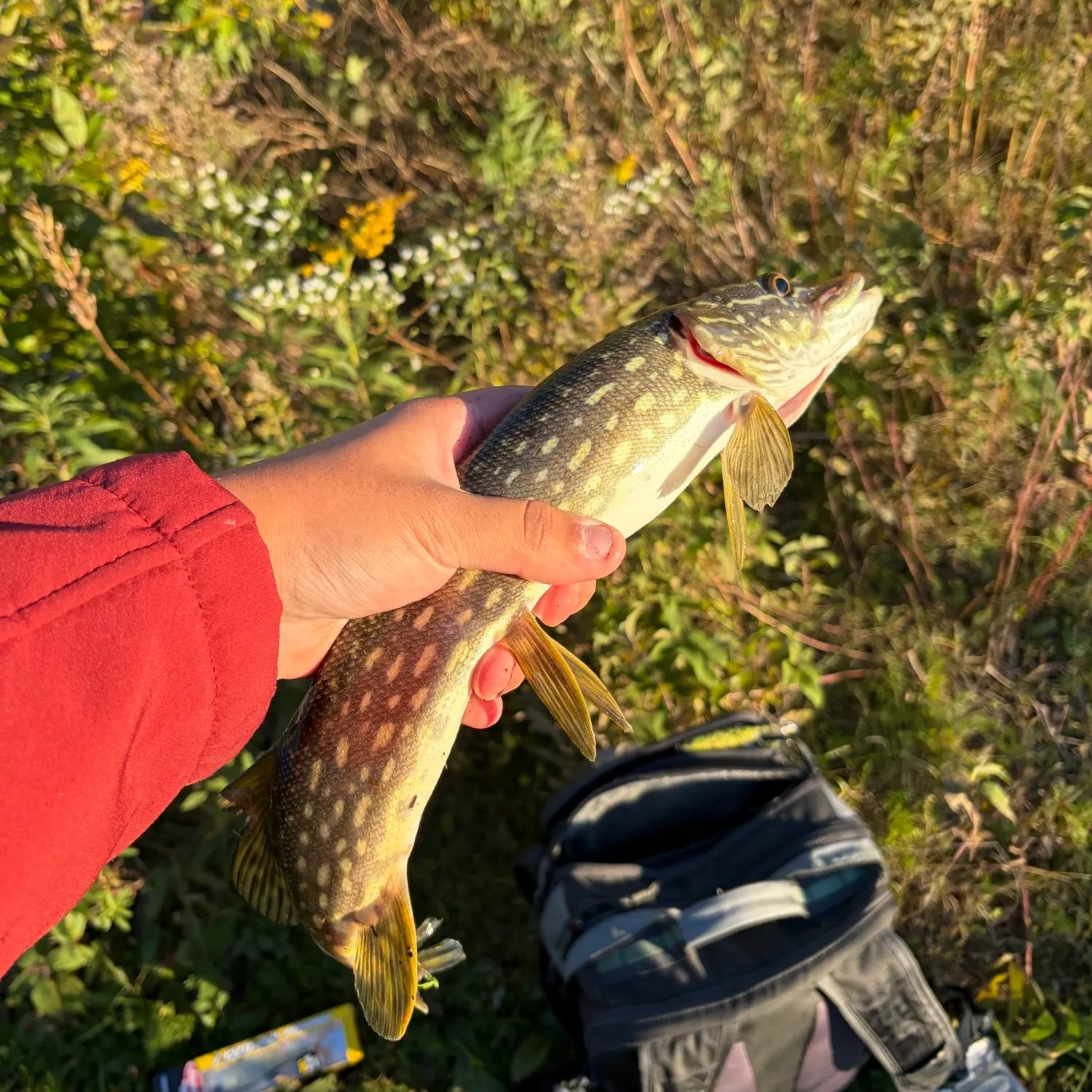 Northern pike caught on Fishbrain