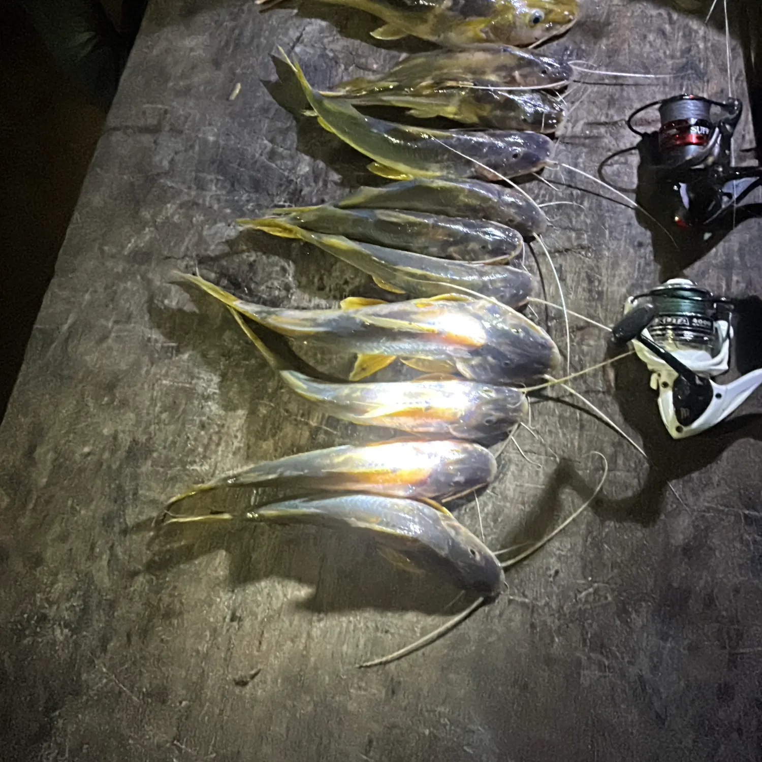 recently logged catches