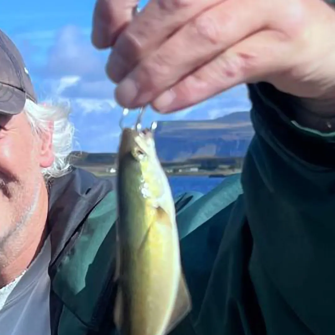 Pollack caught on Fishbrain