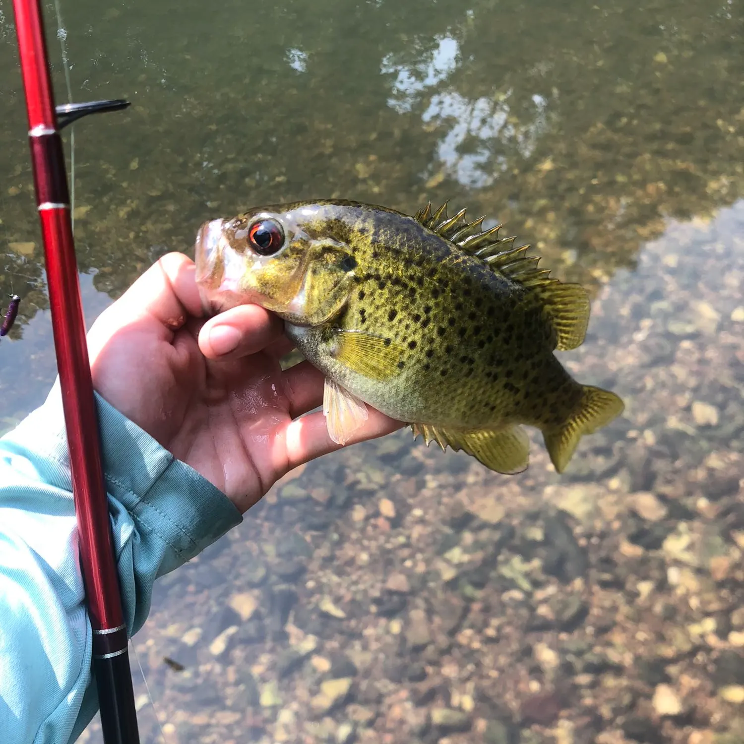Rock bass caught on Fishbrain