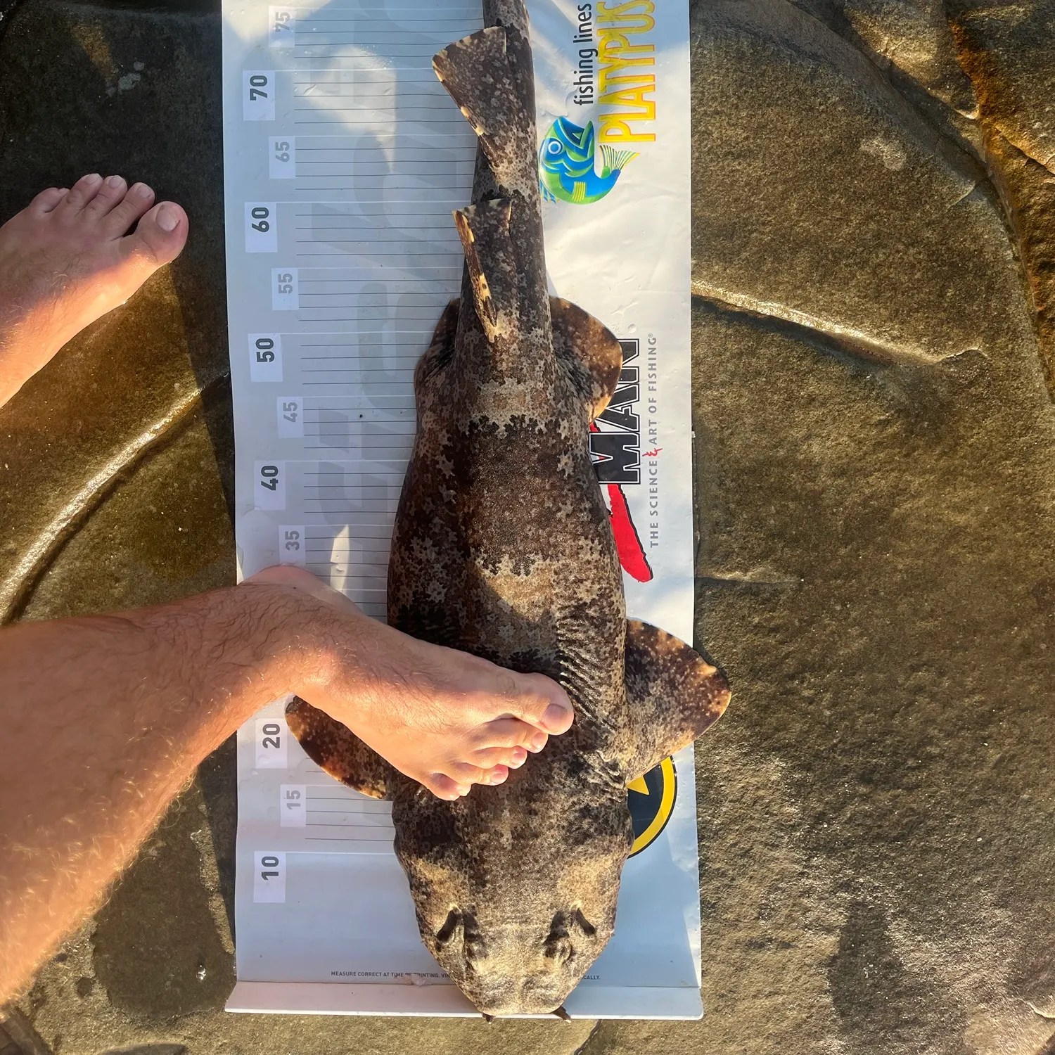 The most recent Spotted wobbegong catches on Fishbrain