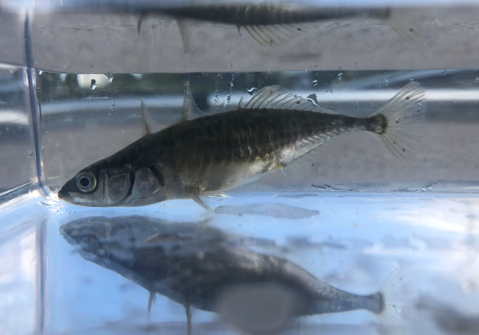 Three-spined stickleback