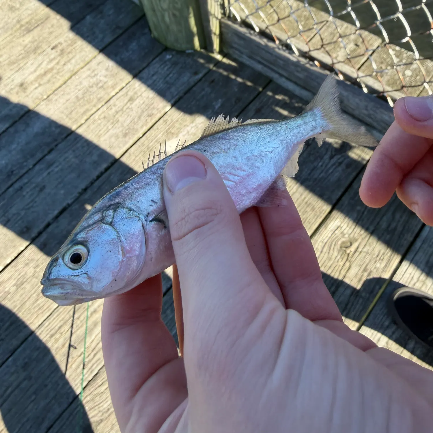 Bluefish caught on Fishbrain