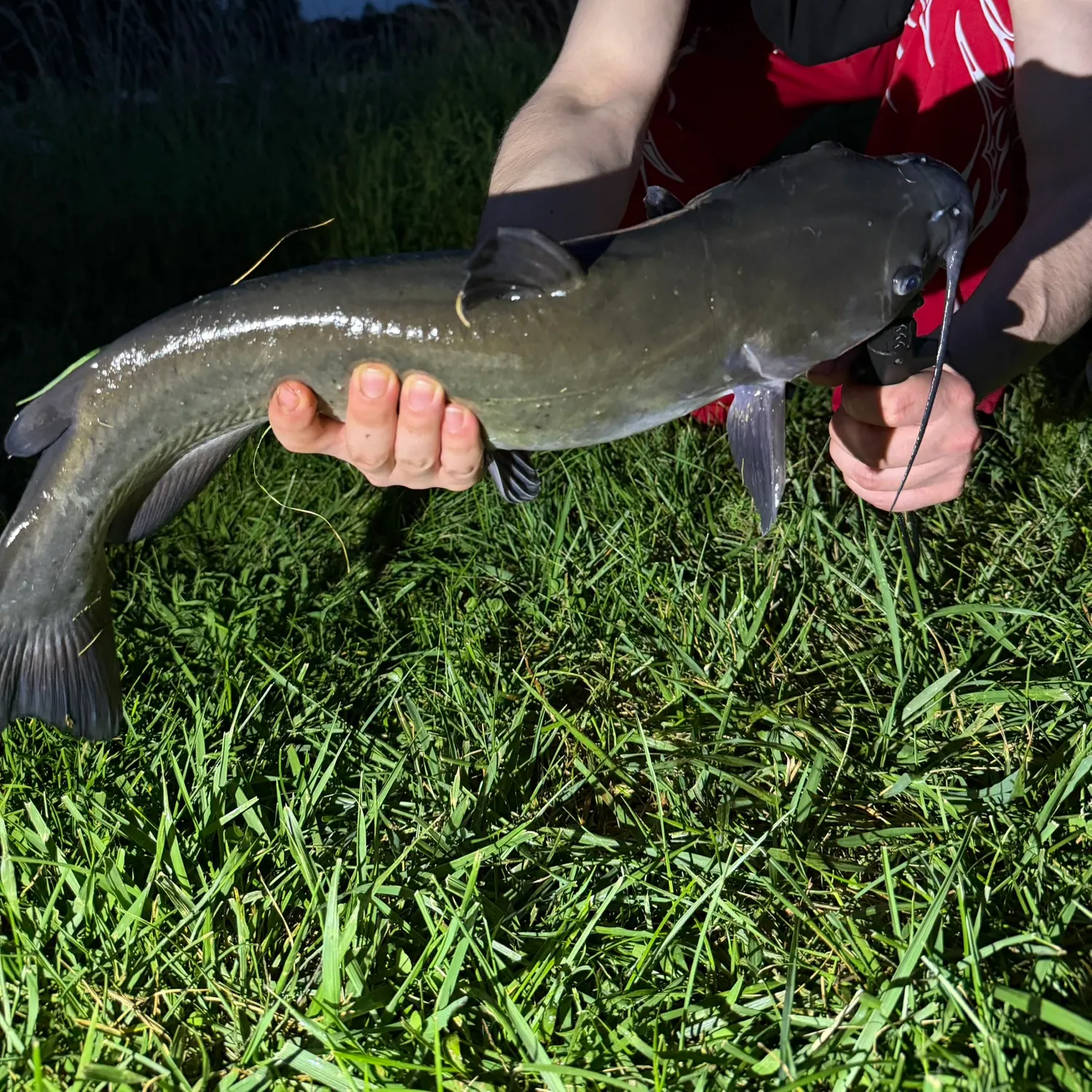 Channel catfish caught on Fishbrain