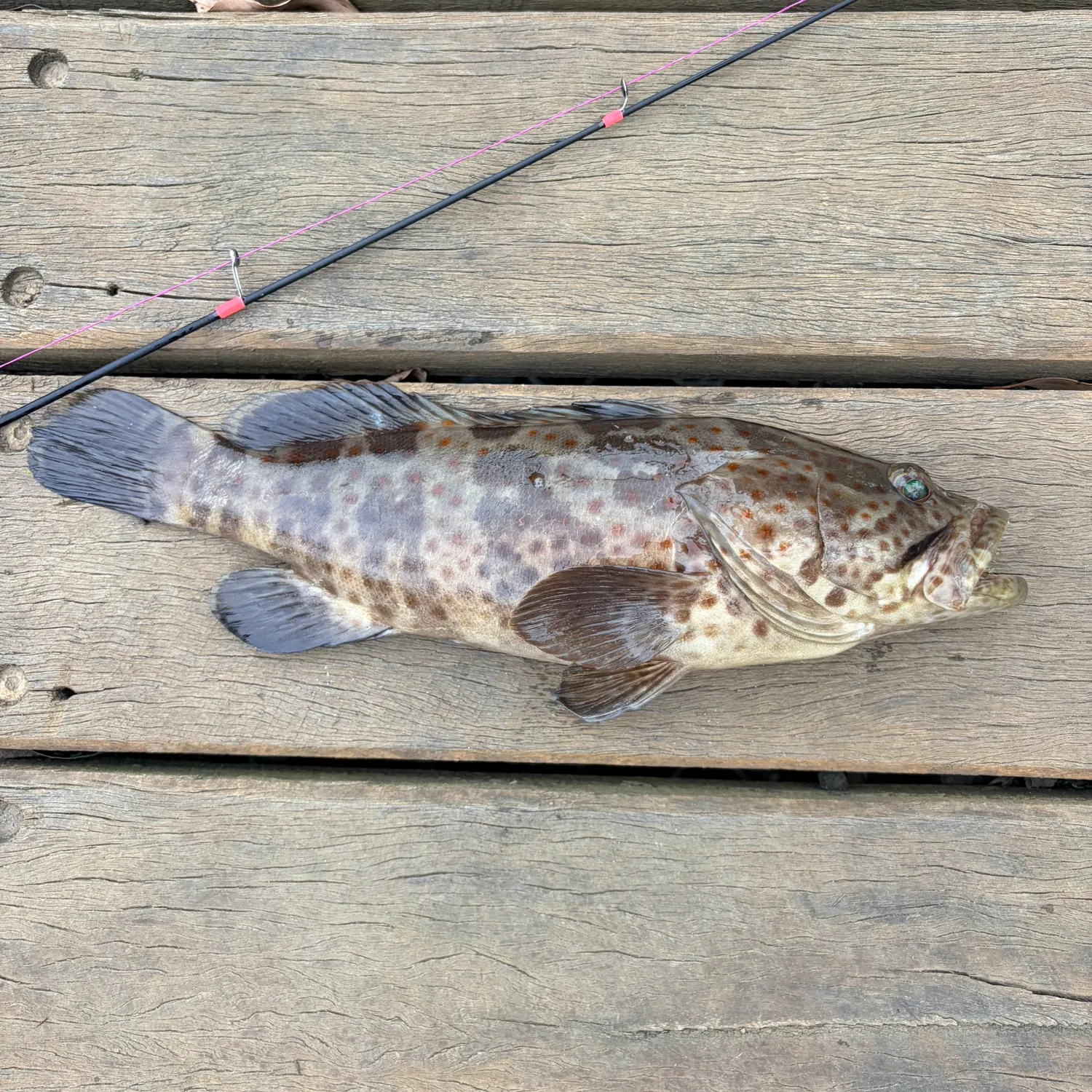 The most recent Orange-spotted grouper catches on Fishbrain