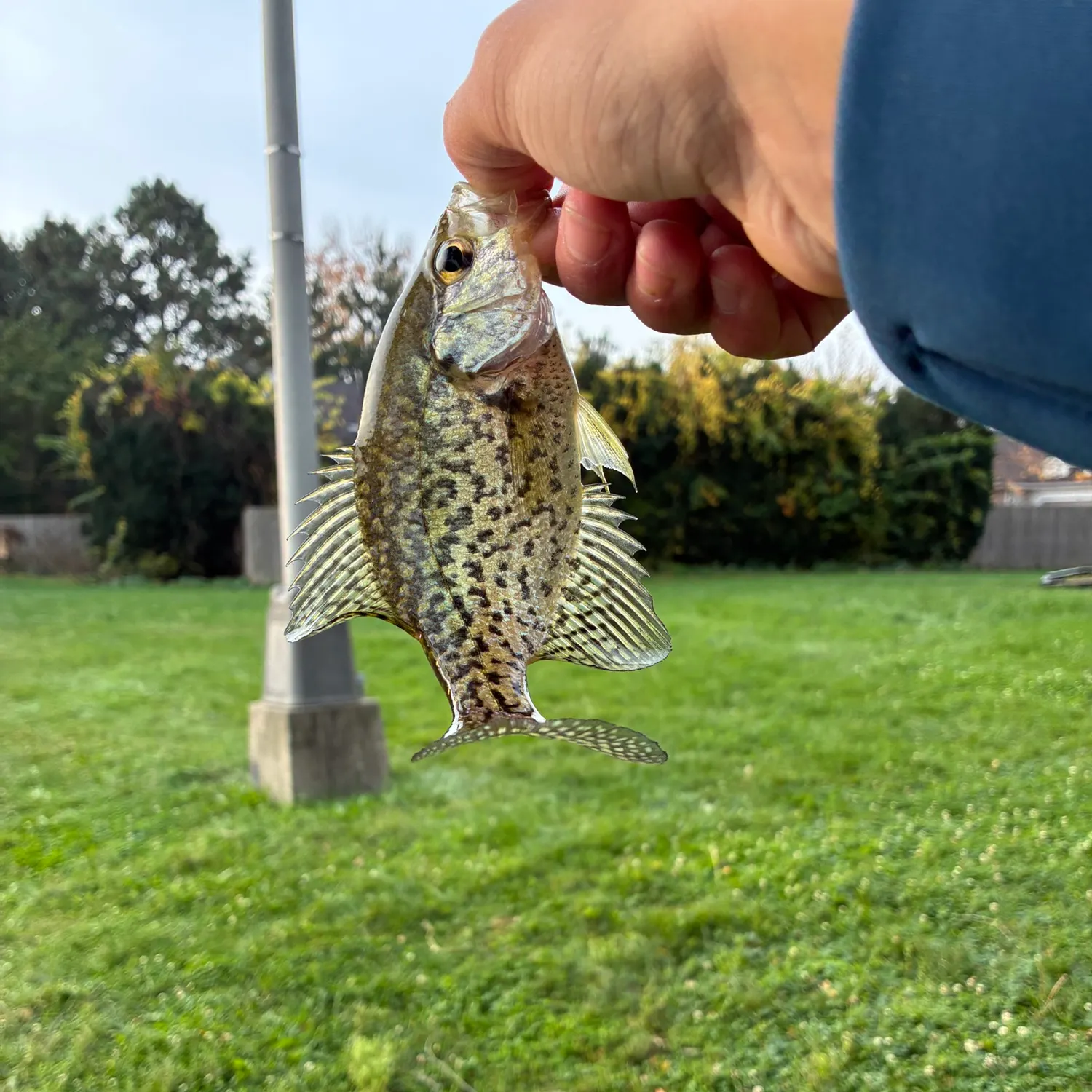 Black crappie caught on Fishbrain