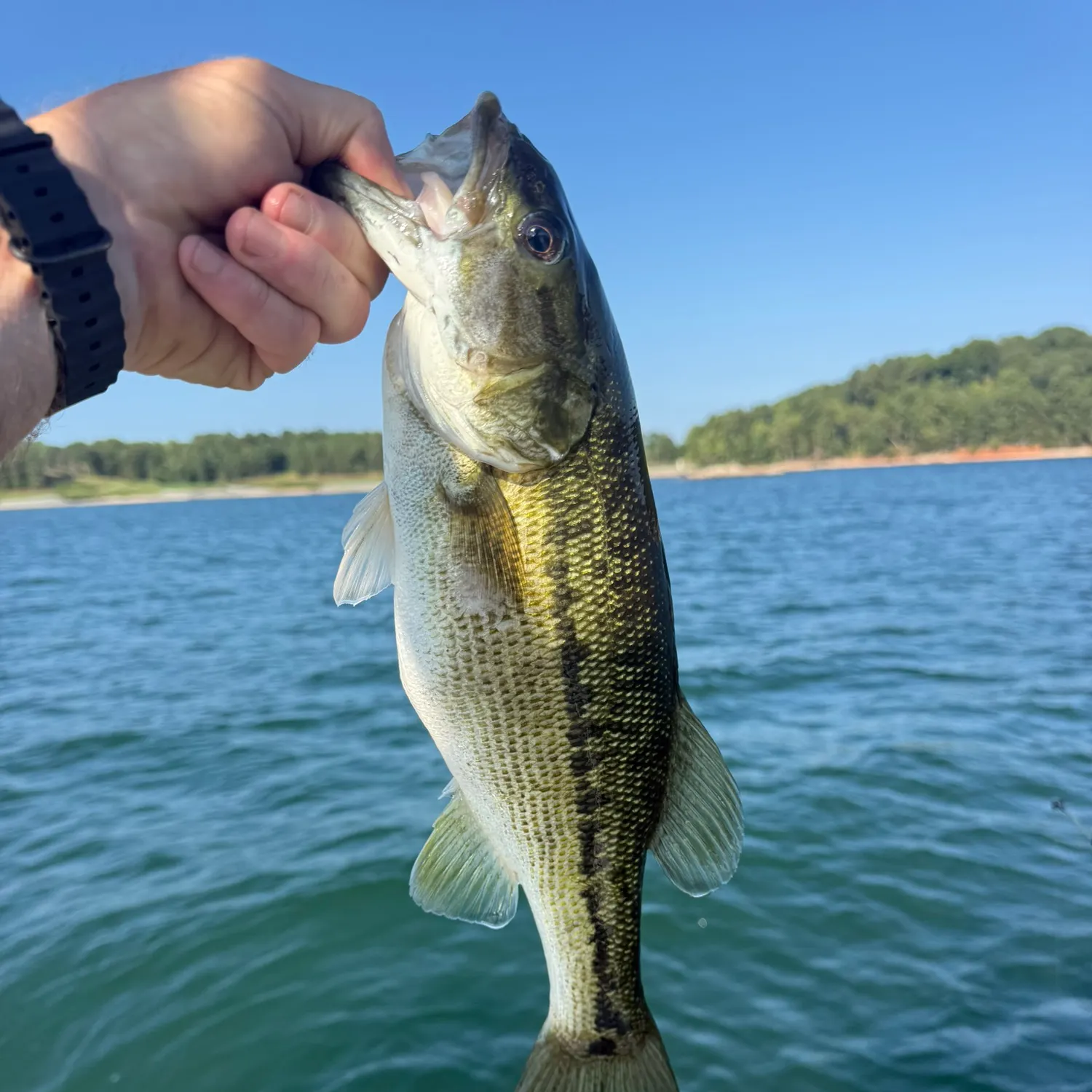 Spotted bass caught on Fishbrain