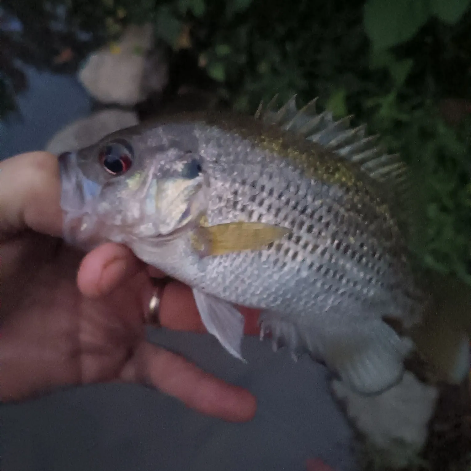 Rock bass caught on Fishbrain