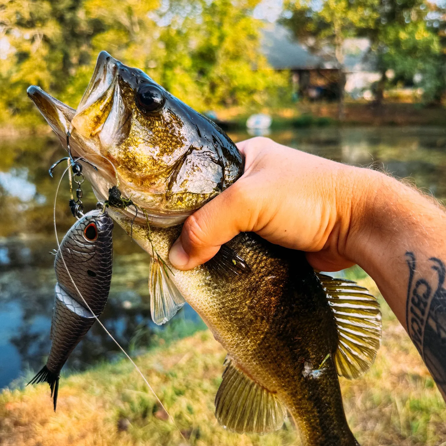 Largemouth bass caught on Fishbrain