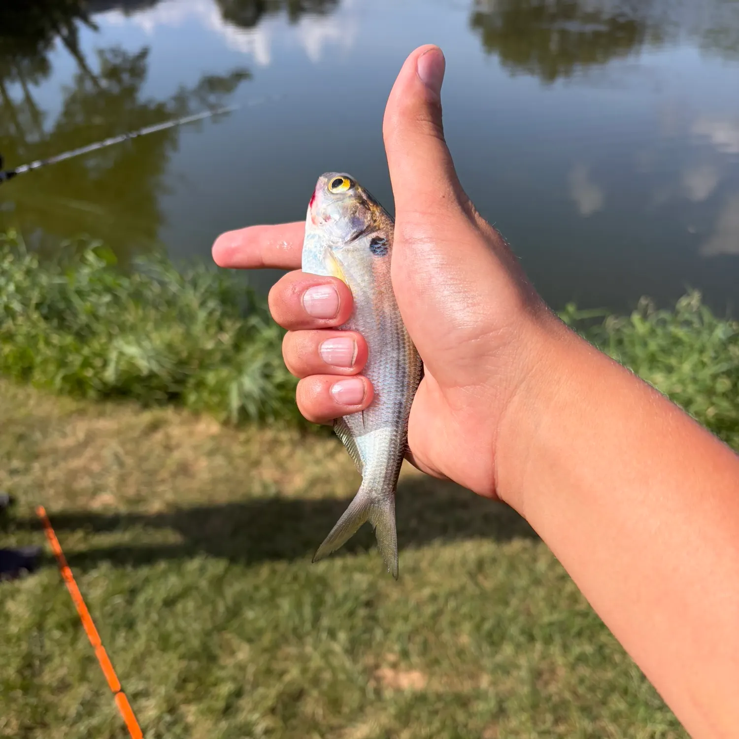 American gizzard shad caught on Fishbrain