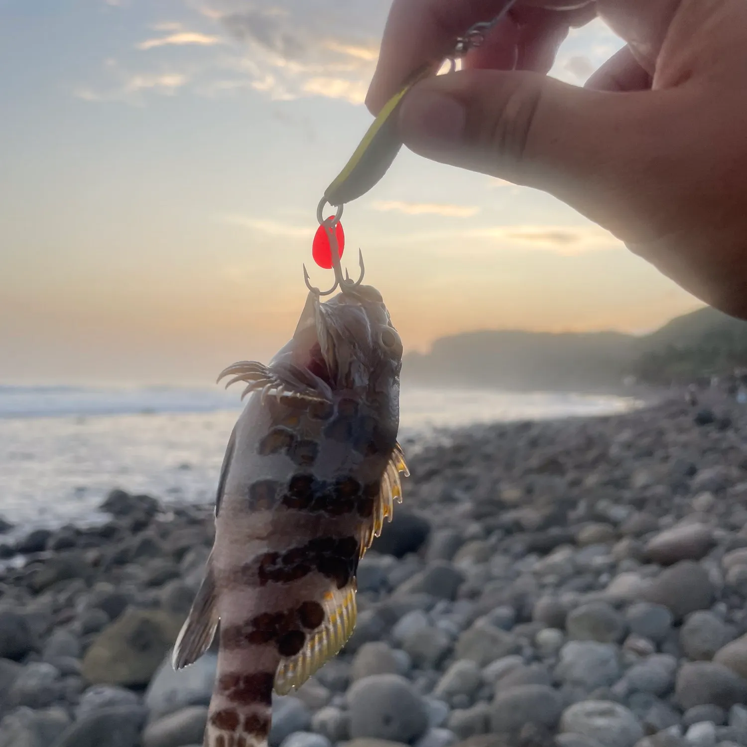 The most recent Giant hawkfish catches on Fishbrain