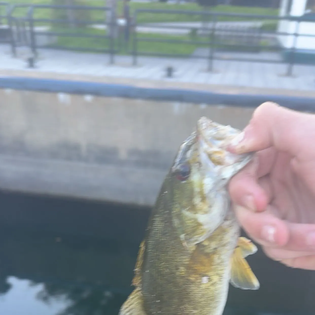 Smallmouth bass caught on Fishbrain
