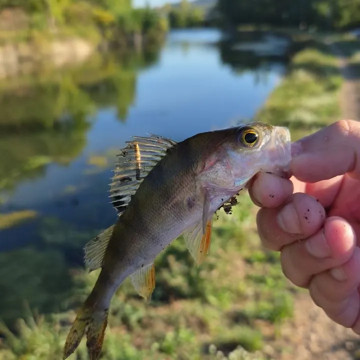 European perch caught on Fishbrain