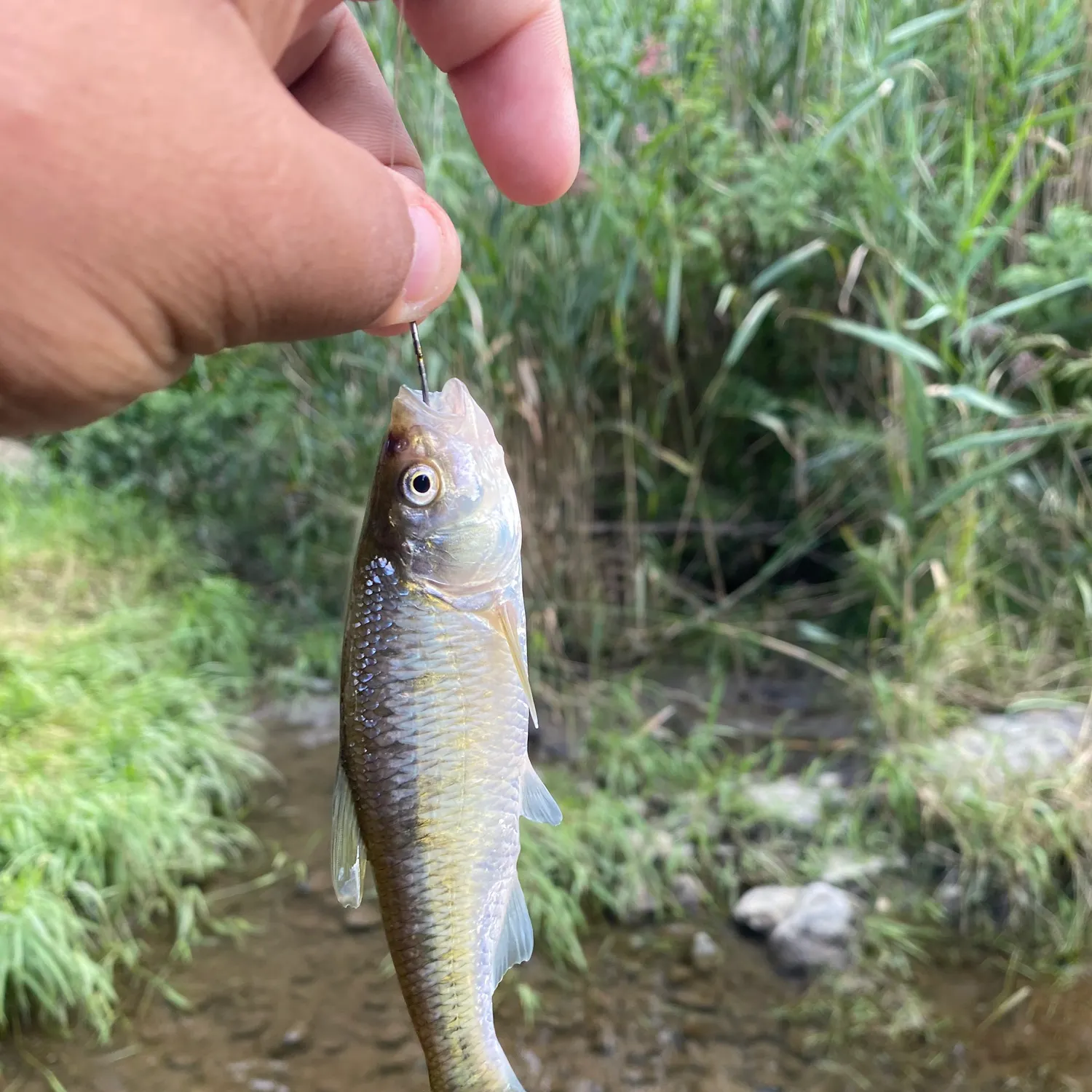 The most recent Striped shiner catches on Fishbrain