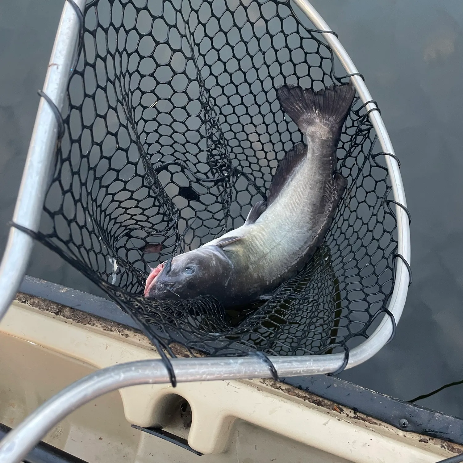 Channel catfish caught on Fishbrain