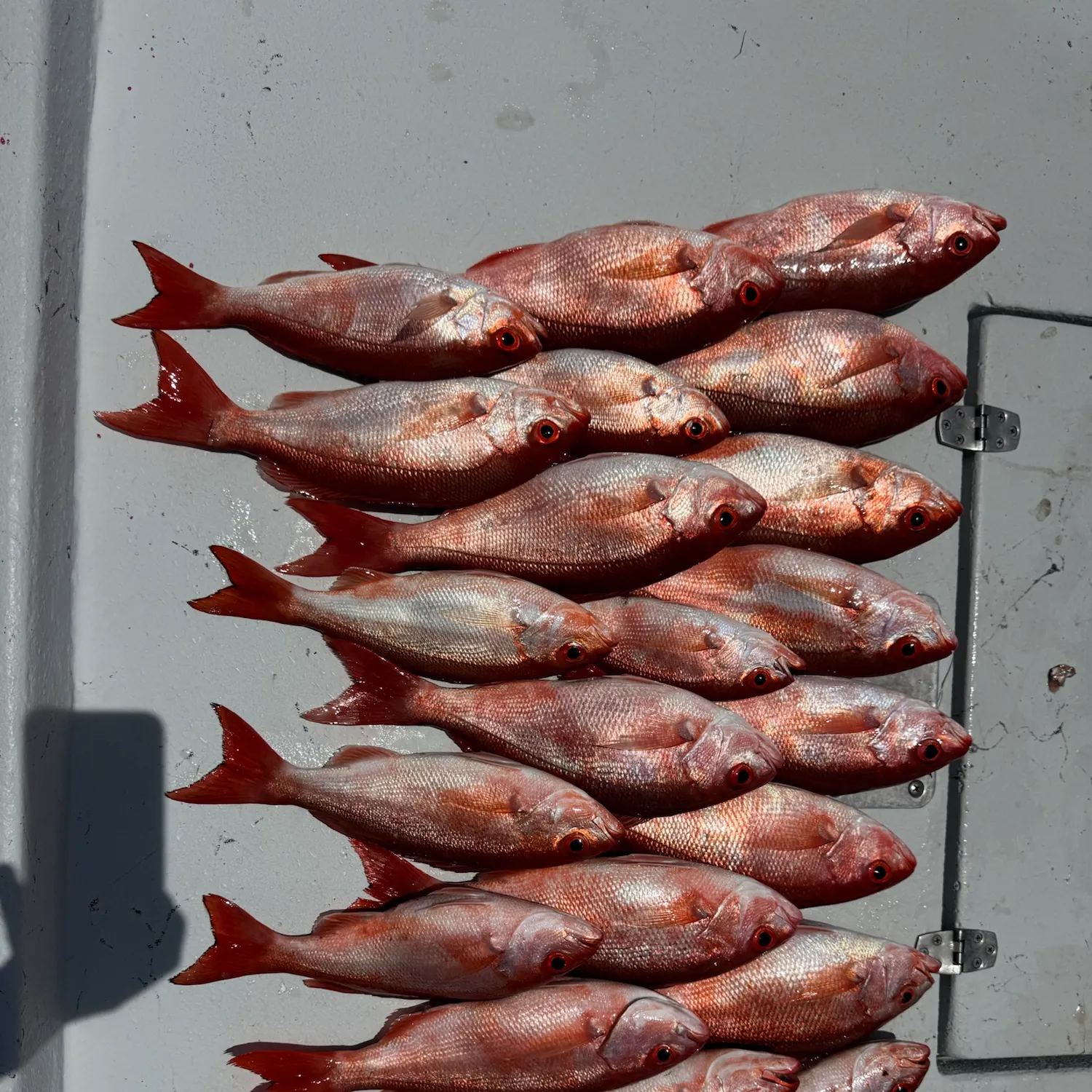 recently logged catches