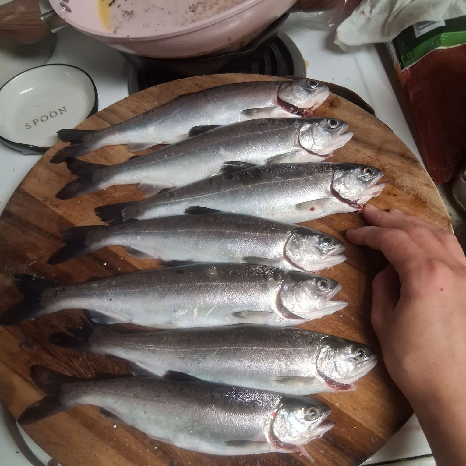Coho salmon caught on Fishbrain