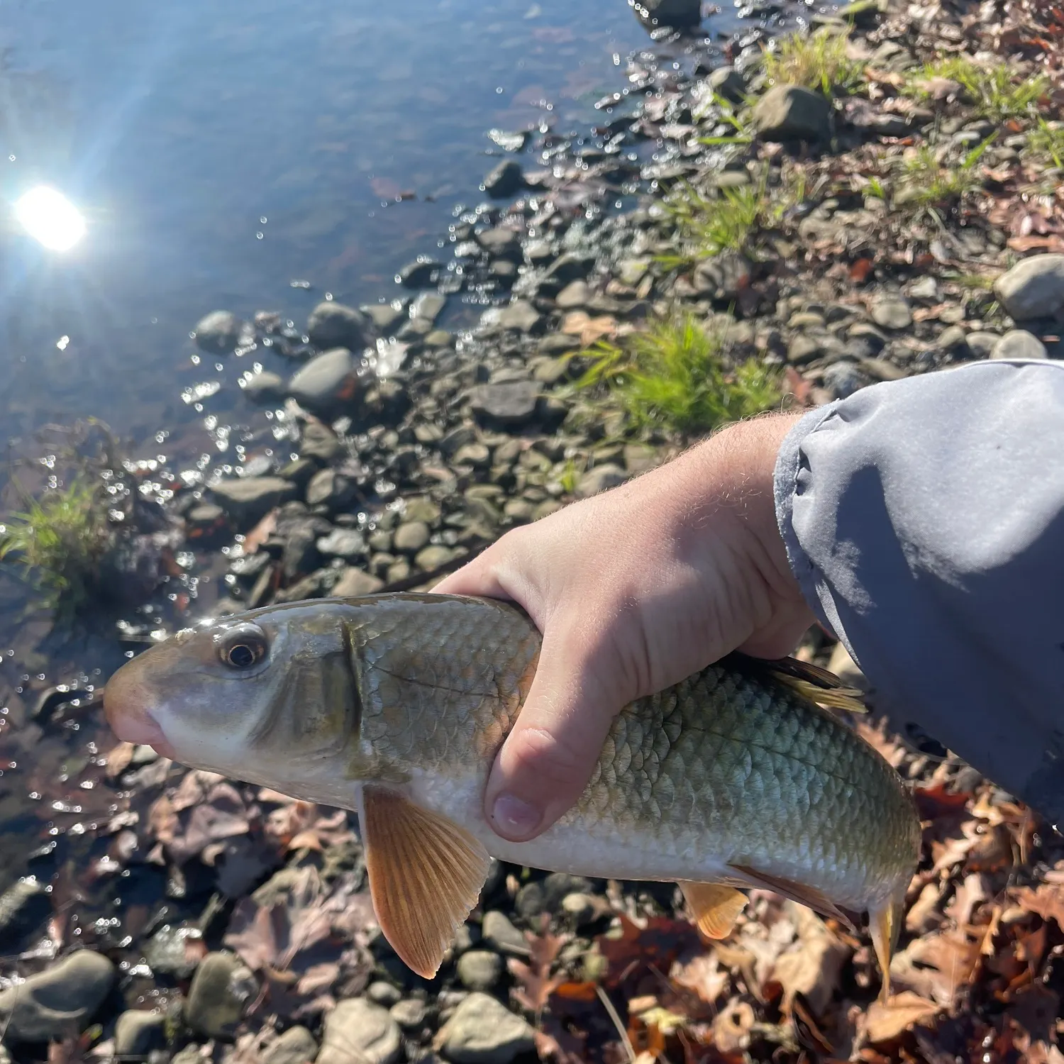 The most recent Golden redhorse catches on Fishbrain