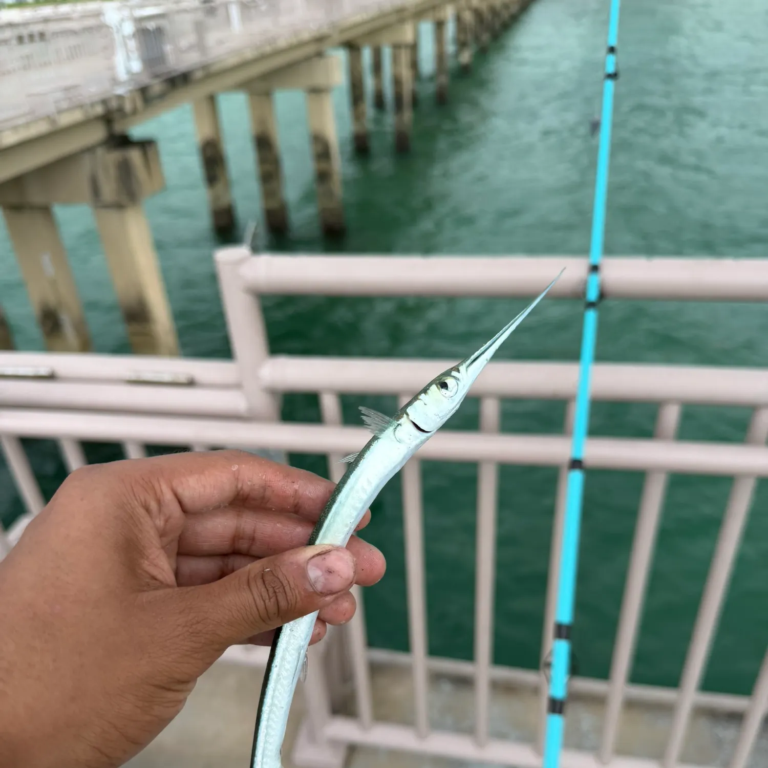 The most recent Atlantic needlefish catches on Fishbrain