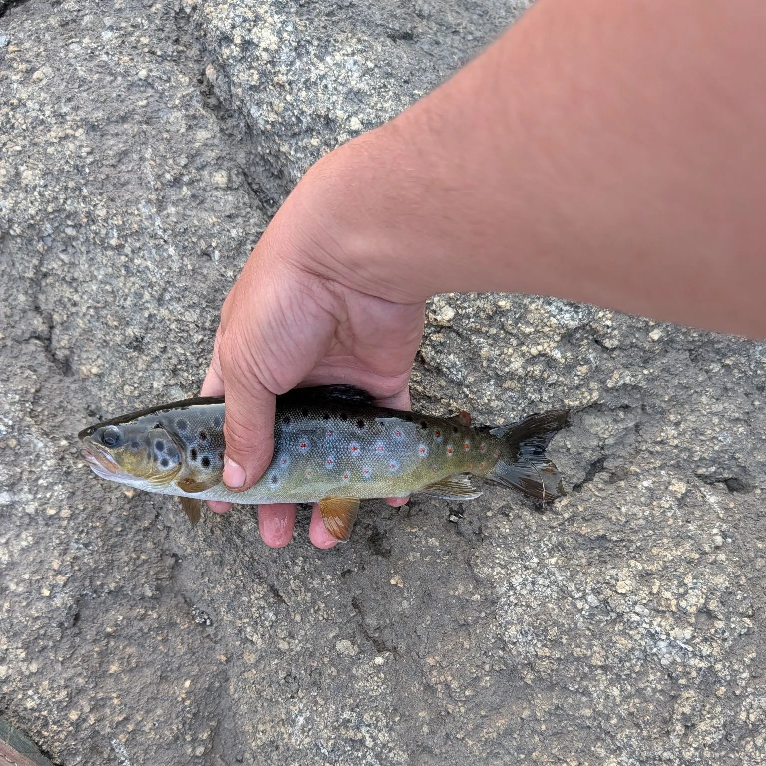 Brown trout caught on Fishbrain